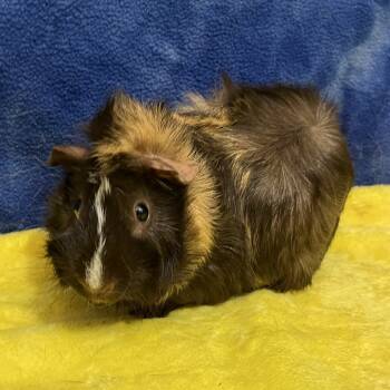 Rescue Guinea Pig Guinea Pigs for Adoption in Decatur, Georgia - Sienna (bonded With Brandy) | PetCurious